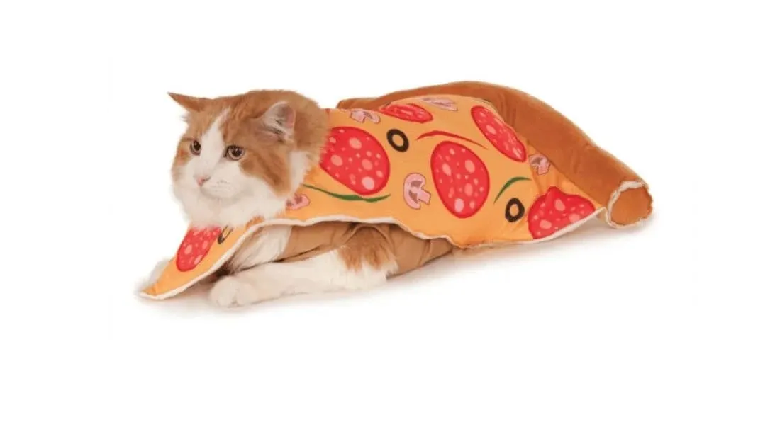 Orange tabby cat wearing pizza slice costume