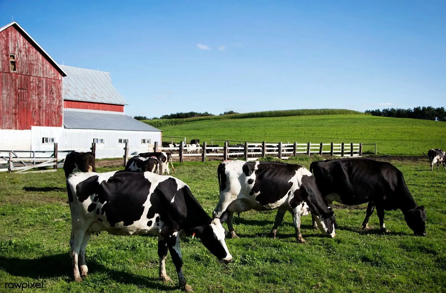 Holstein dairy cows grazing in a pasture in front of a red barn on a Wisconsin farm